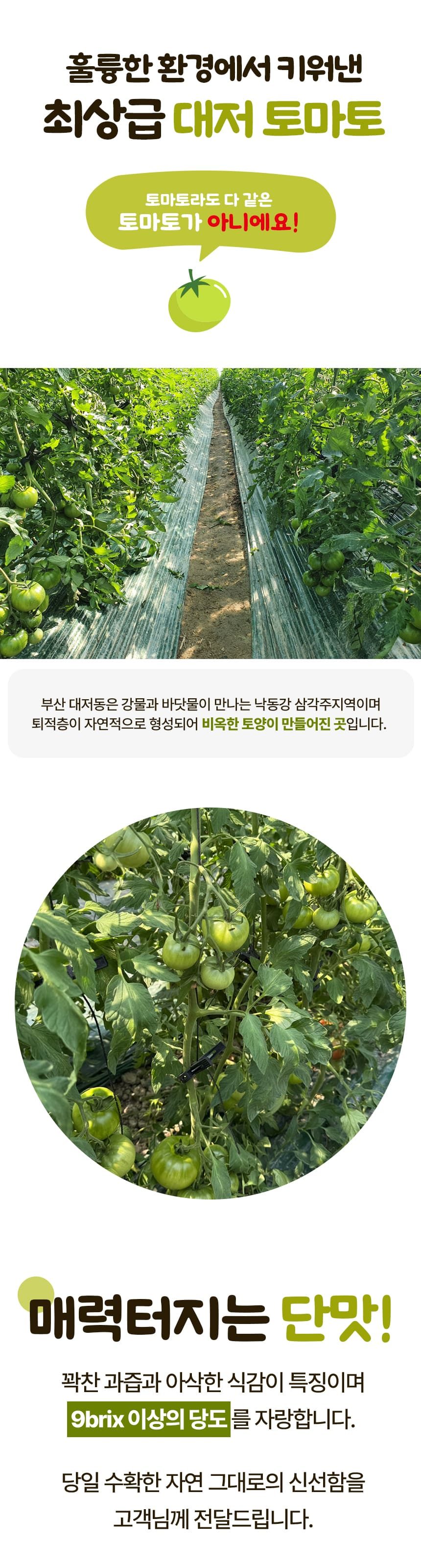 고당도 대저 짭짤이 토마토 특품 상세 이미지 3
