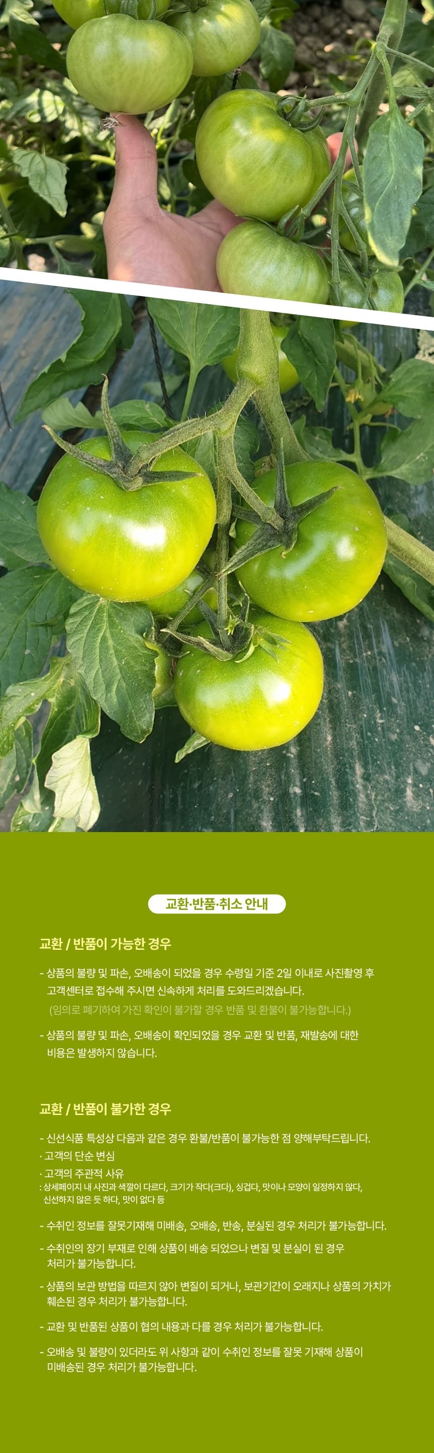 고당도 대저 짭짤이 토마토 특품 상세 이미지 8