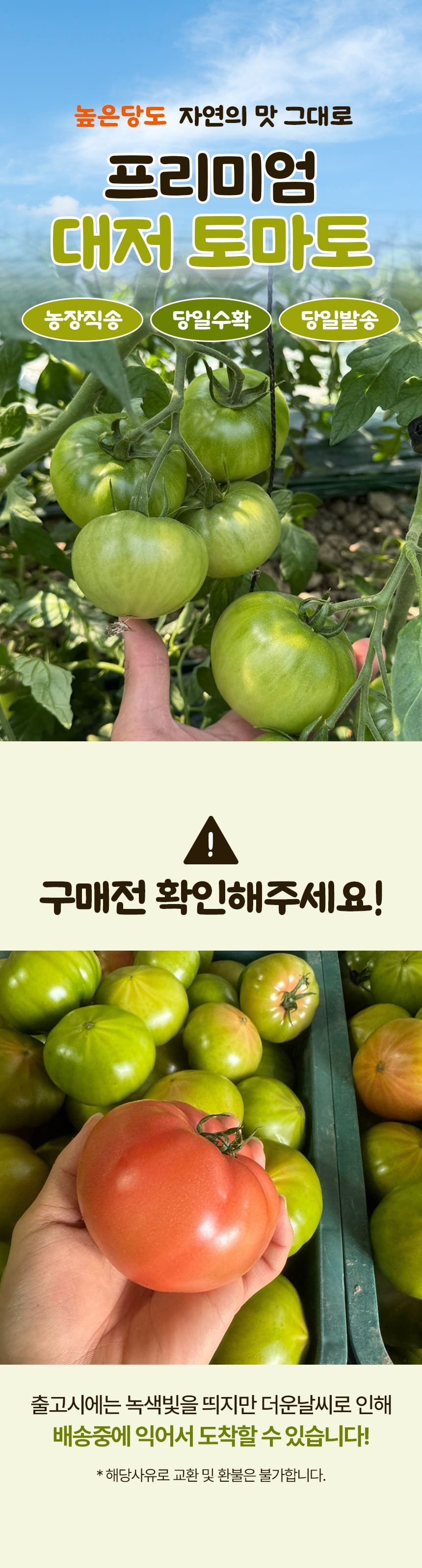 고당도 대저 짭짤이 토마토 특품 상세 이미지 1