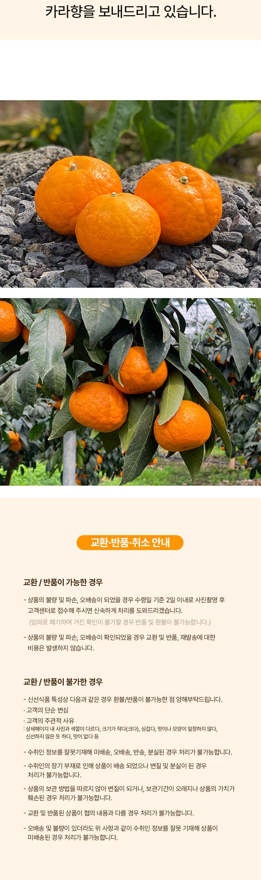제주 고당도 카라향 꽃귤 하우스 감귤 산지직송 로얄과 상세 이미지 7