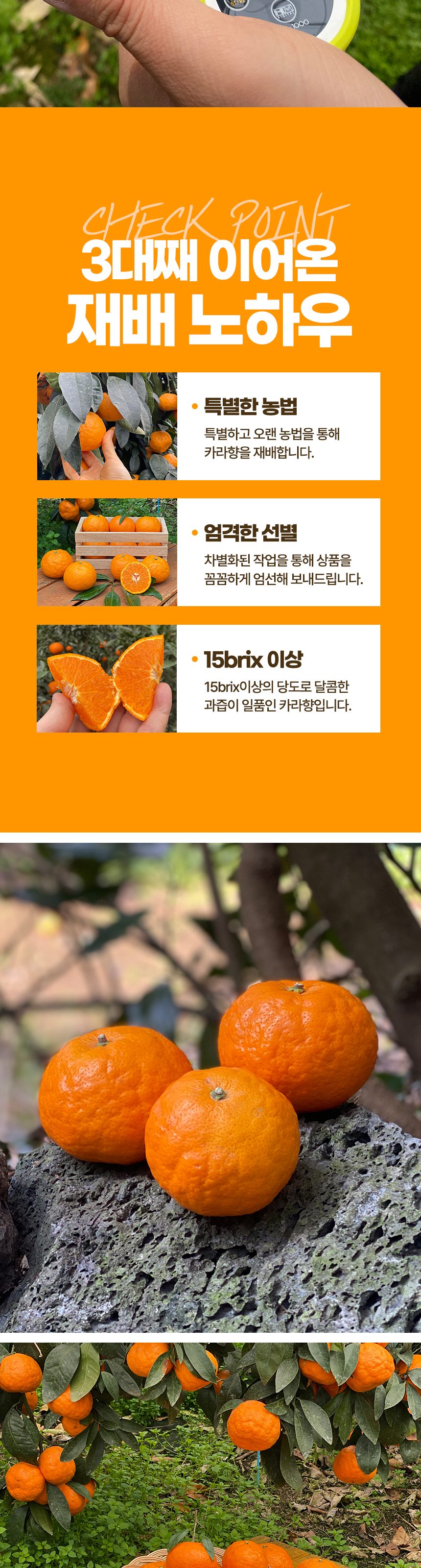 제주 고당도 카라향 꽃귤 하우스 감귤 산지직송 로얄과 상세 이미지 4