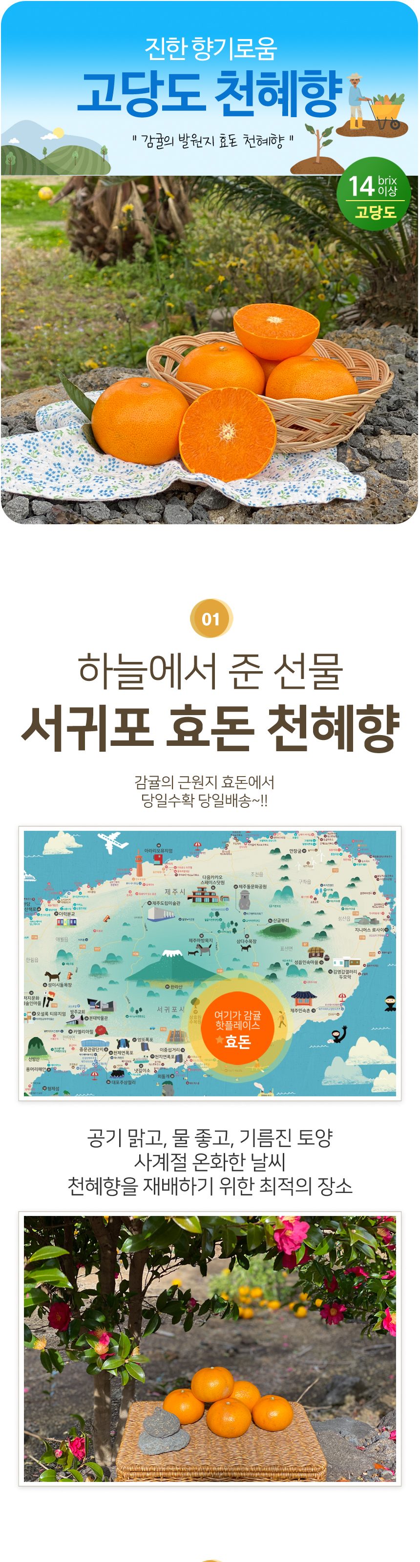 천혜향 제주 고당도 산지직송 가정용 3kg 5kg 상세 이미지 1