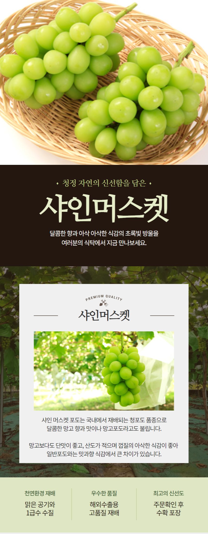 일품 샤인머스켓 과일선물세트 국내산 경북 고당도 750g~800g (3수) 상세 이미지 1