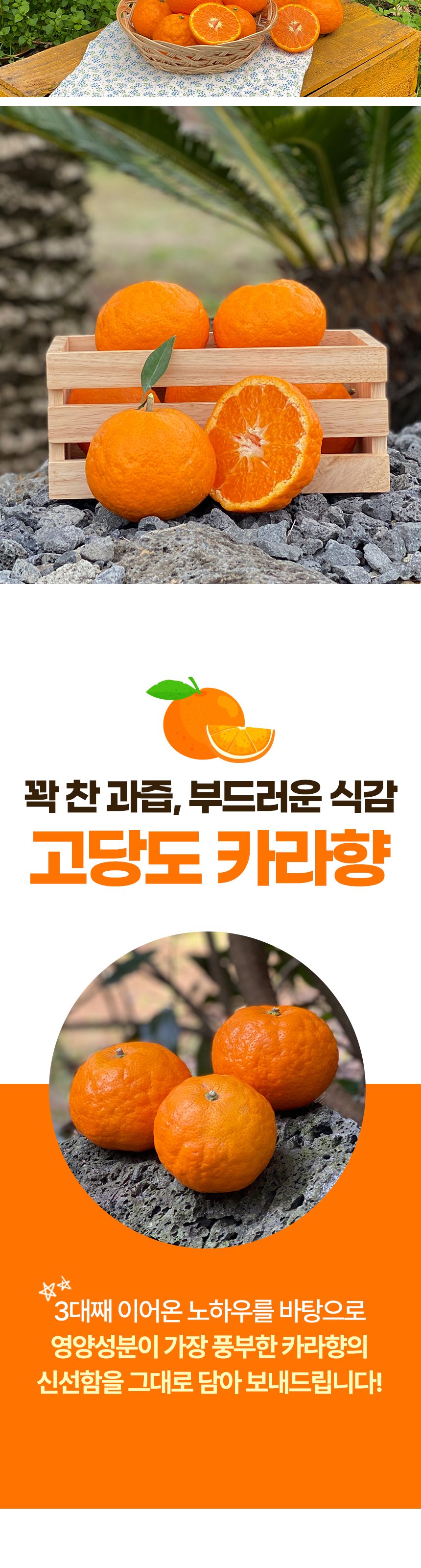 제주 고당도 카라향 꽃귤 하우스 감귤 산지직송 로얄과 상세 이미지 5