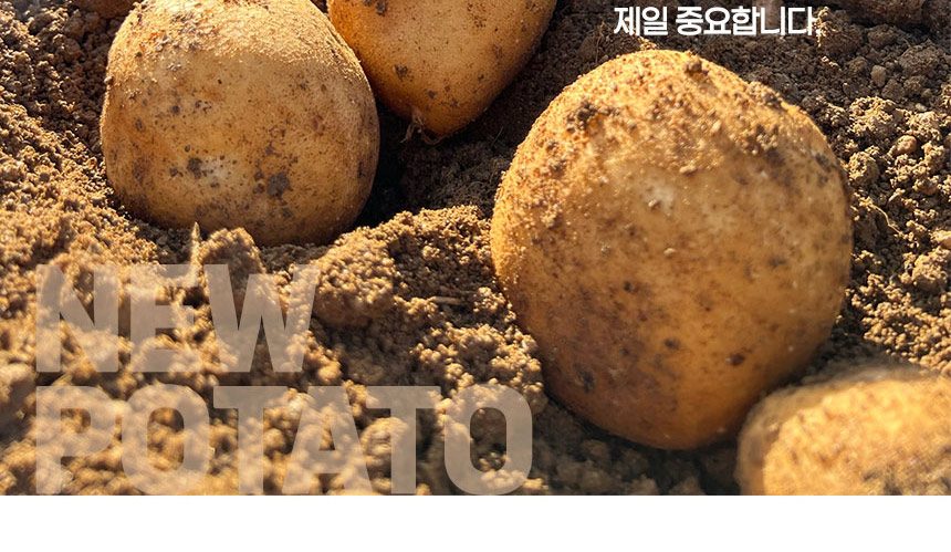 강원도 수미 감자 햇감자 (중) 상세 이미지 2