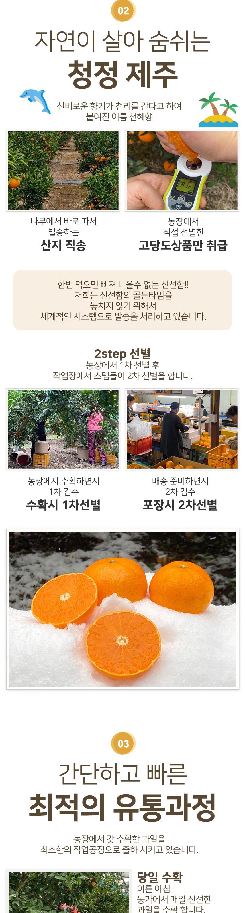 천혜향 제주 고당도 산지직송 가정용 3kg 5kg 상세 이미지 2