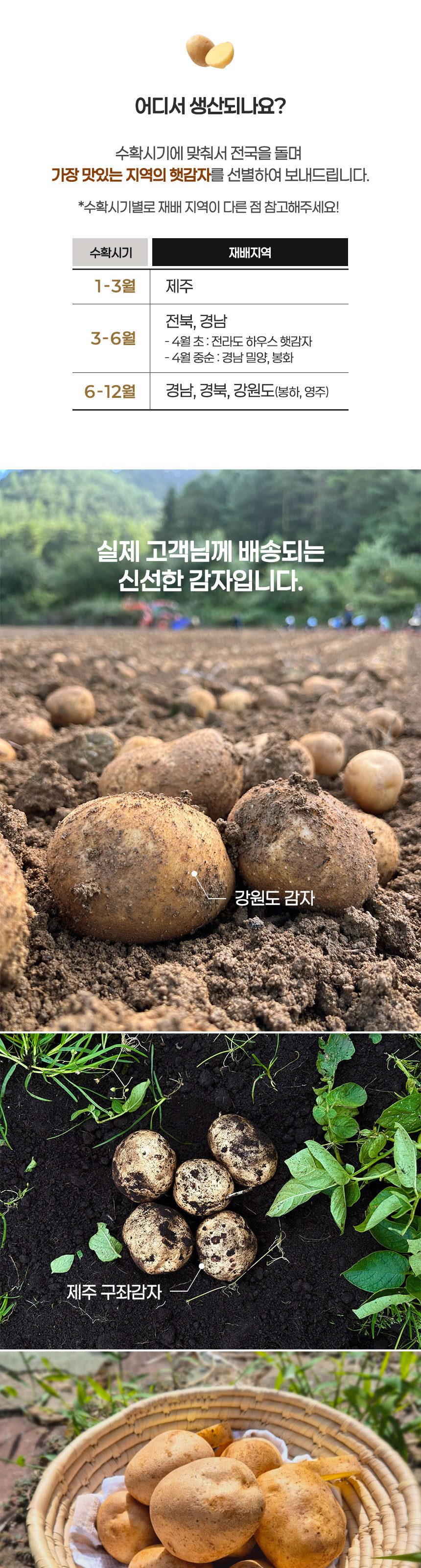 강원도 수미 감자 햇감자 (대) 상세 이미지 3
