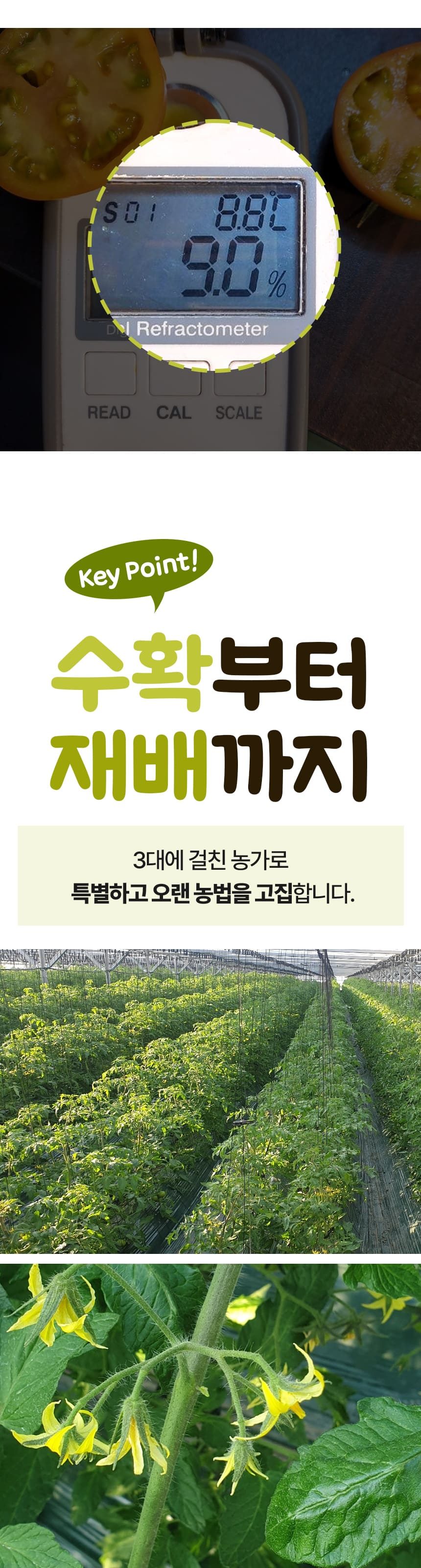 고당도 대저 짭짤이 토마토 특품 상세 이미지 4