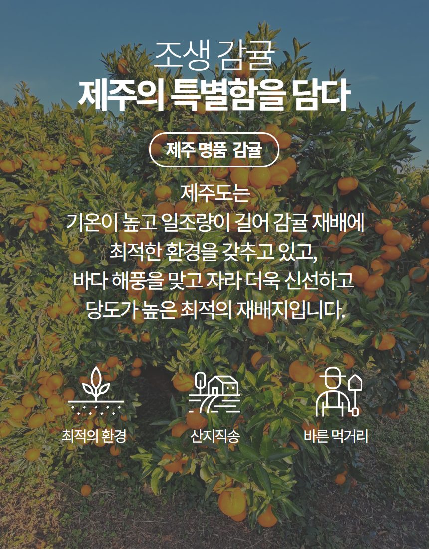 제주 서귀포 초고당도 조생감귤 산지직송 최대16브릭스 품질보장 상세 이미지 2