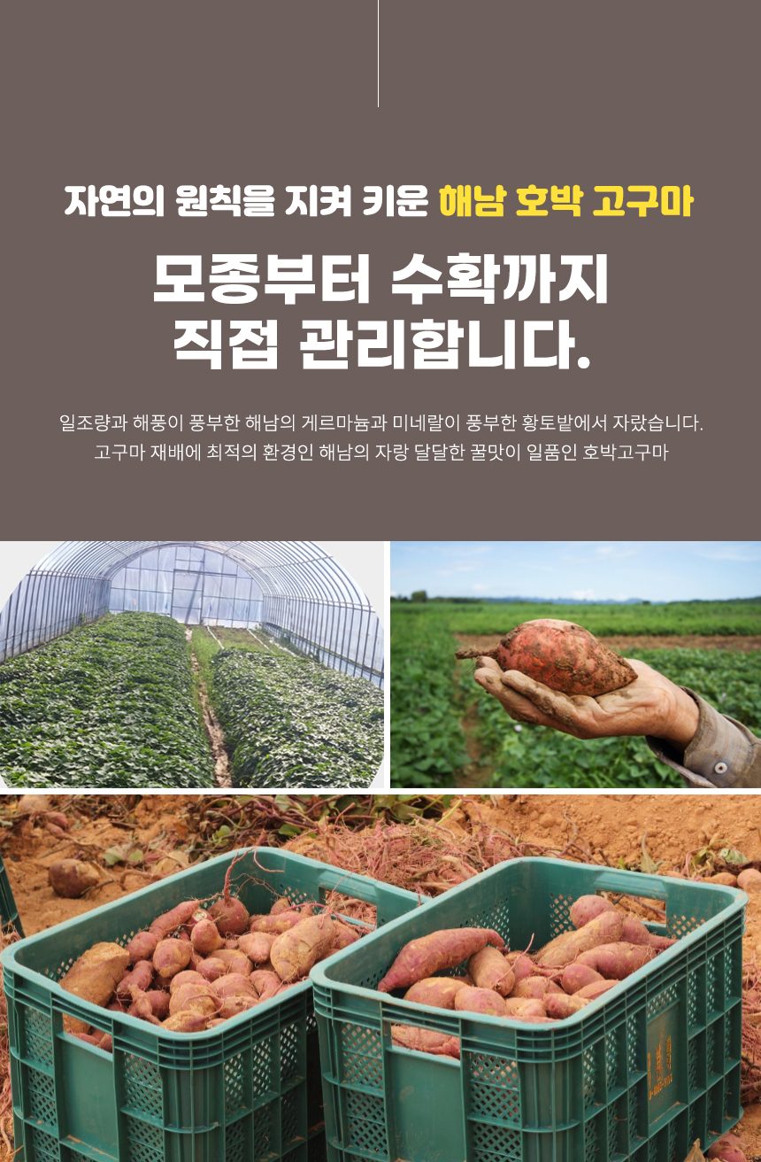 해남 베니하루카 꿀고구마 품질보장 상세 이미지 2