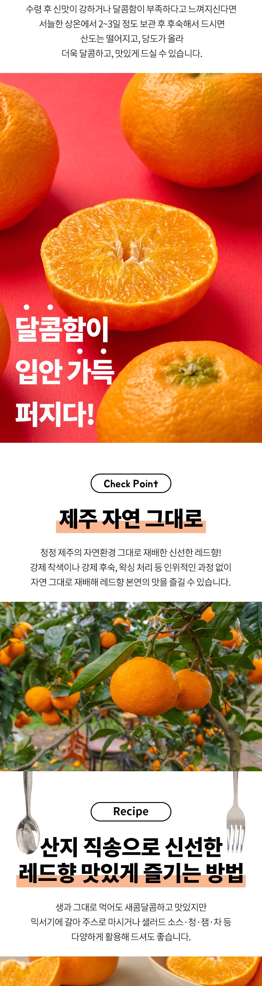프리미엄 제주 레드향 신선 산지직송 초고당도 14brix이상 상세 이미지 3