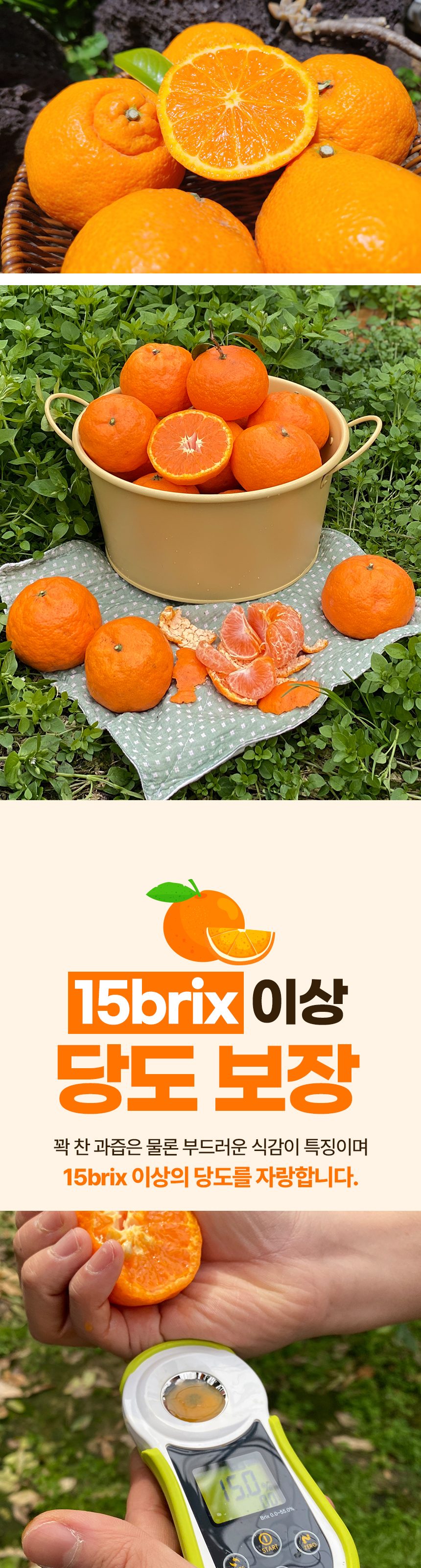 제주 고당도 카라향 꽃귤 하우스 감귤 산지직송 로얄과 상세 이미지 3