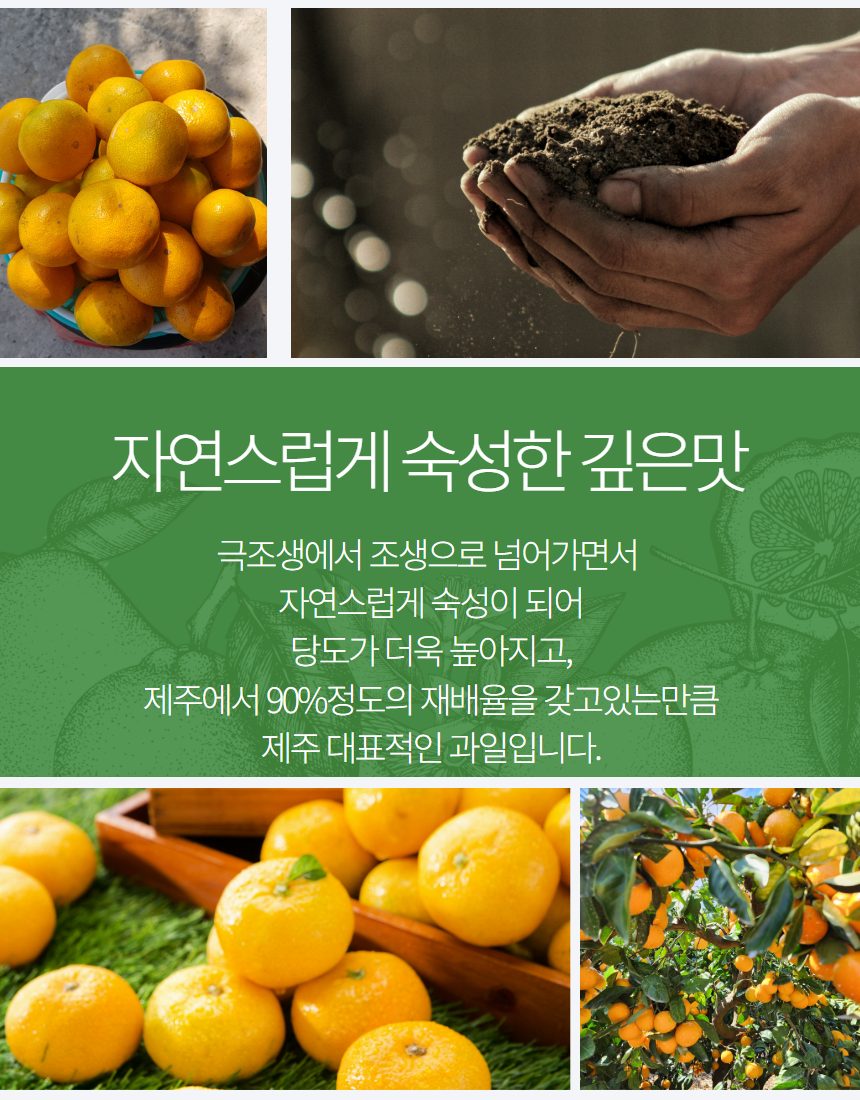 제주 서귀포 초고당도 조생감귤 산지직송 최대16브릭스 품질보장 상세 이미지 3