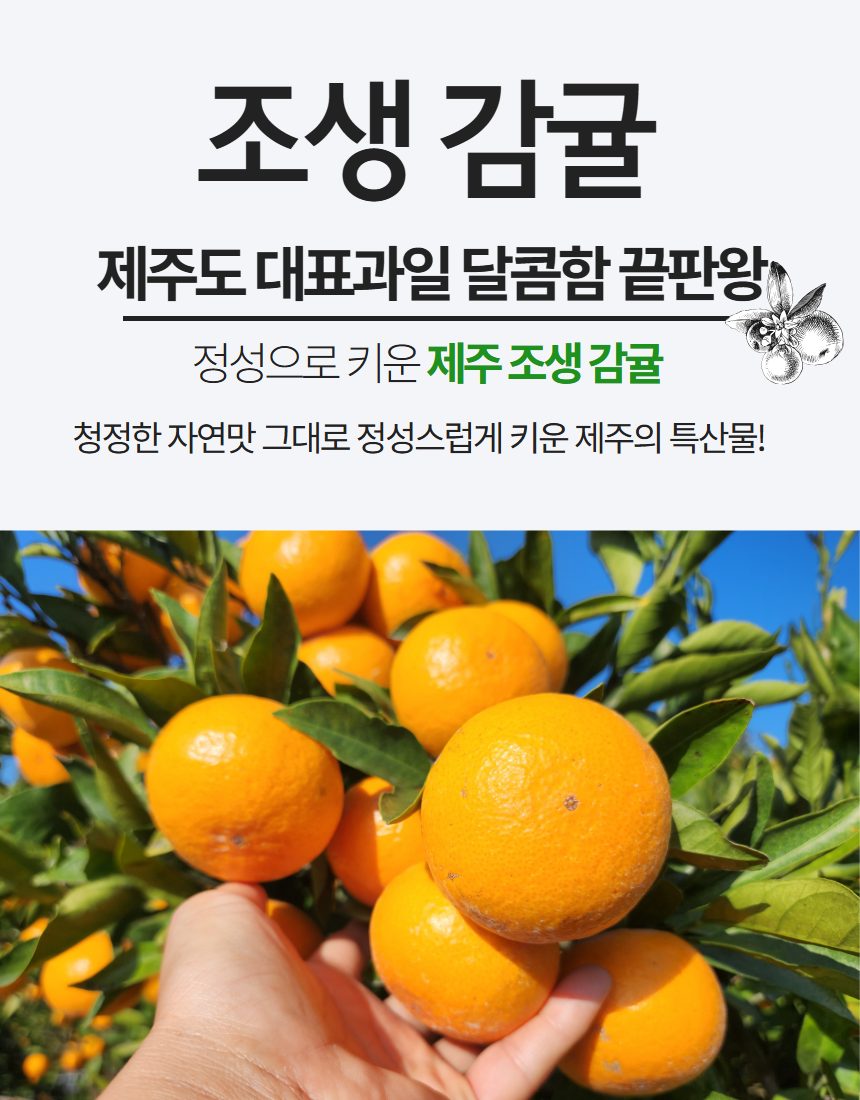 제주 서귀포 초고당도 조생감귤 산지직송 최대16브릭스 품질보장 상세 이미지 1