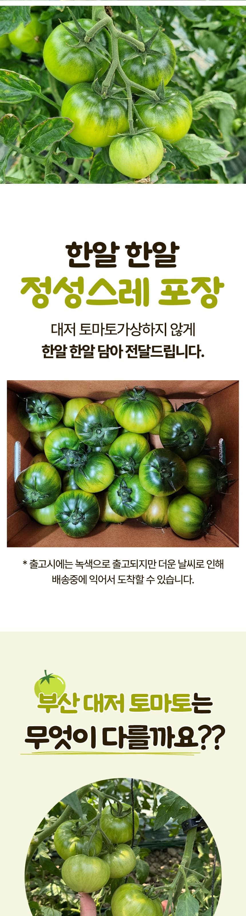 고당도 대저 짭짤이 토마토 특품 상세 이미지 5